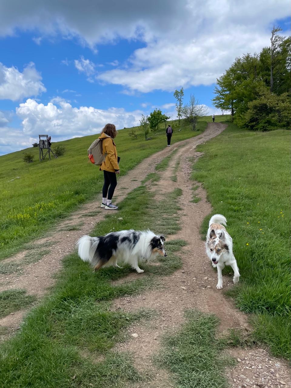 Trekking with Dogs