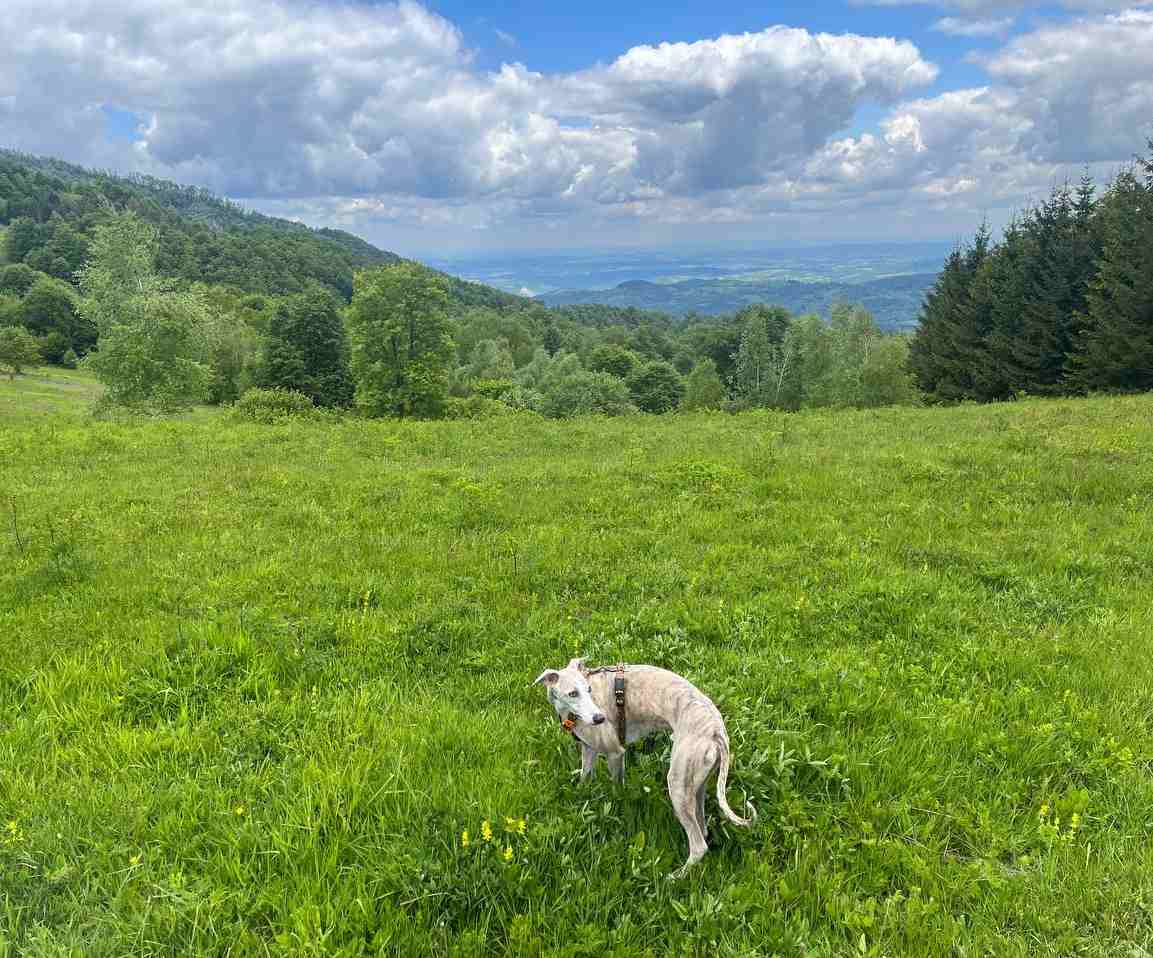 Trekking with Dogs