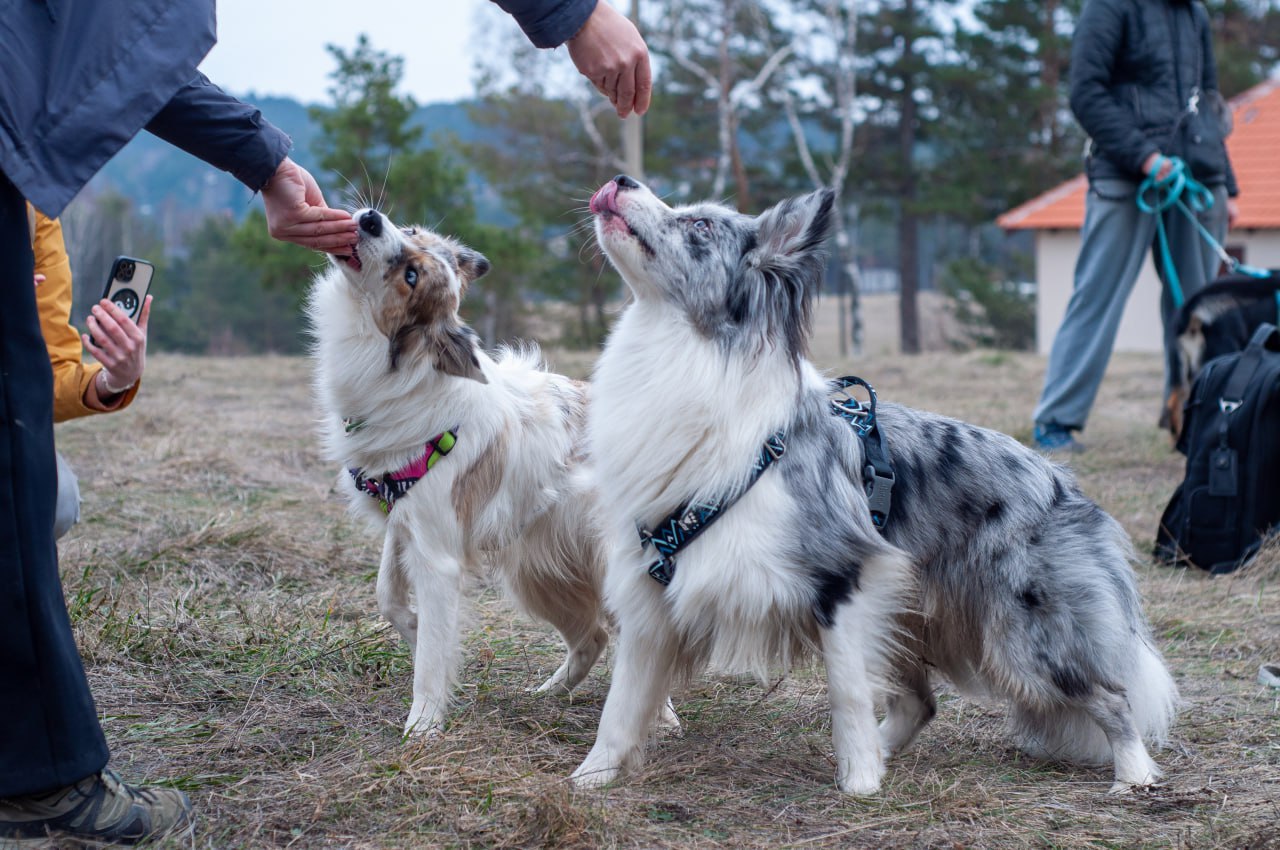 Trekking with Dogs