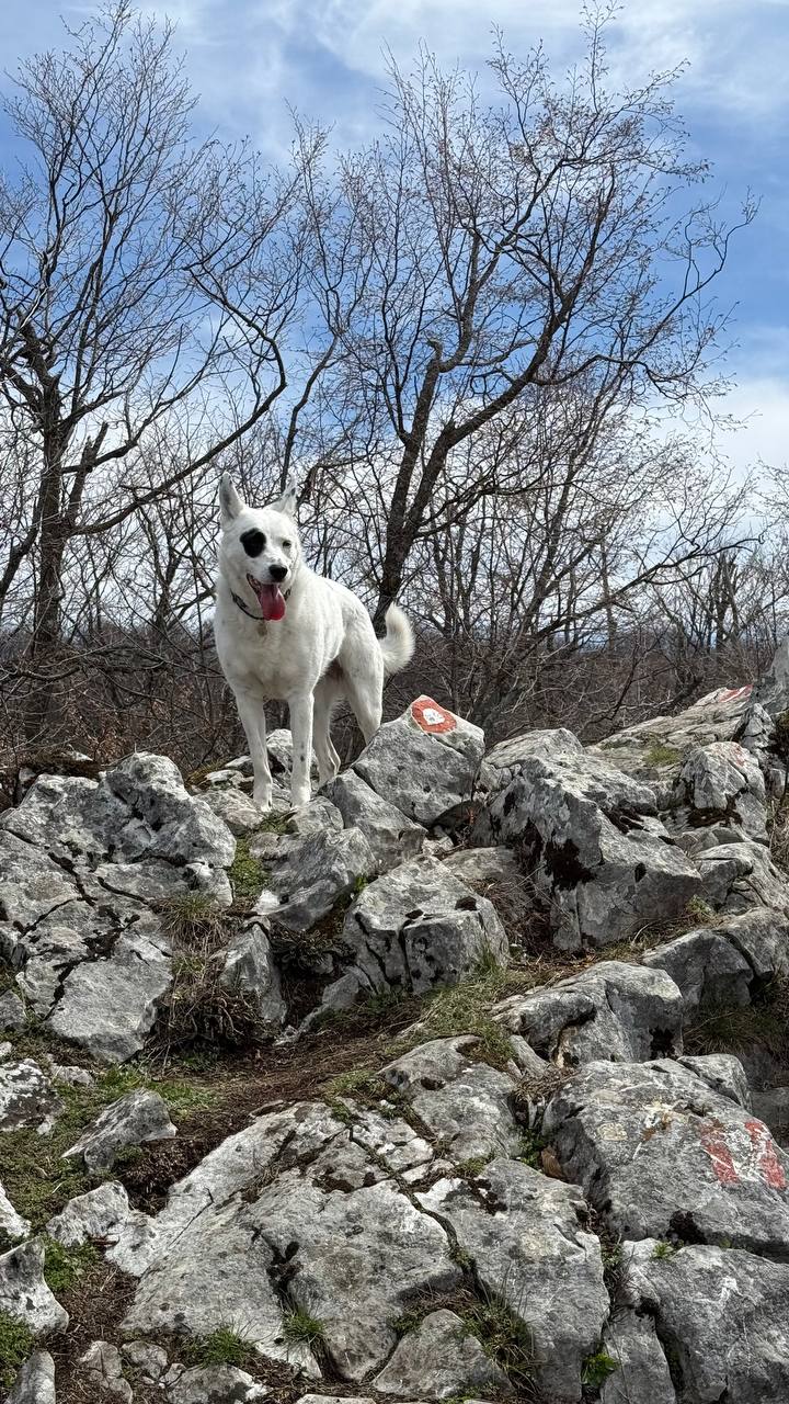 Trekking with Dogs