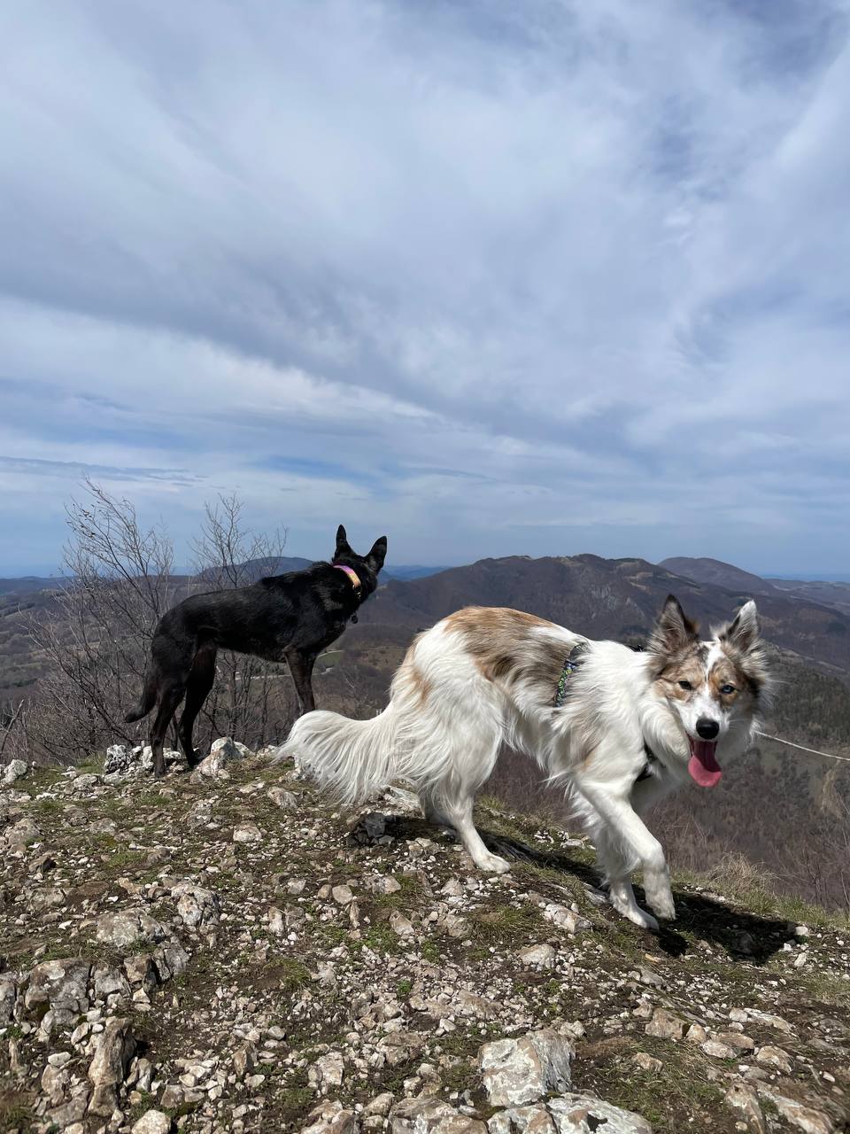 Trekking with Dogs