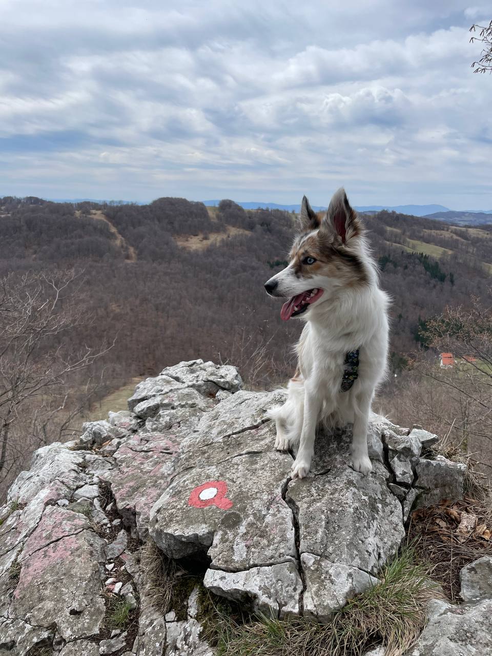 Trekking with Dogs