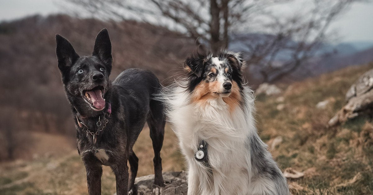 Trekking with Dogs
