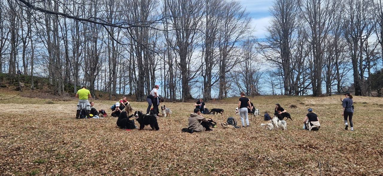 Trekking with Dogs