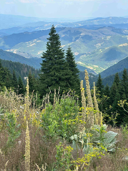 Kopaonik Summer Tour with Guest House Accommodation