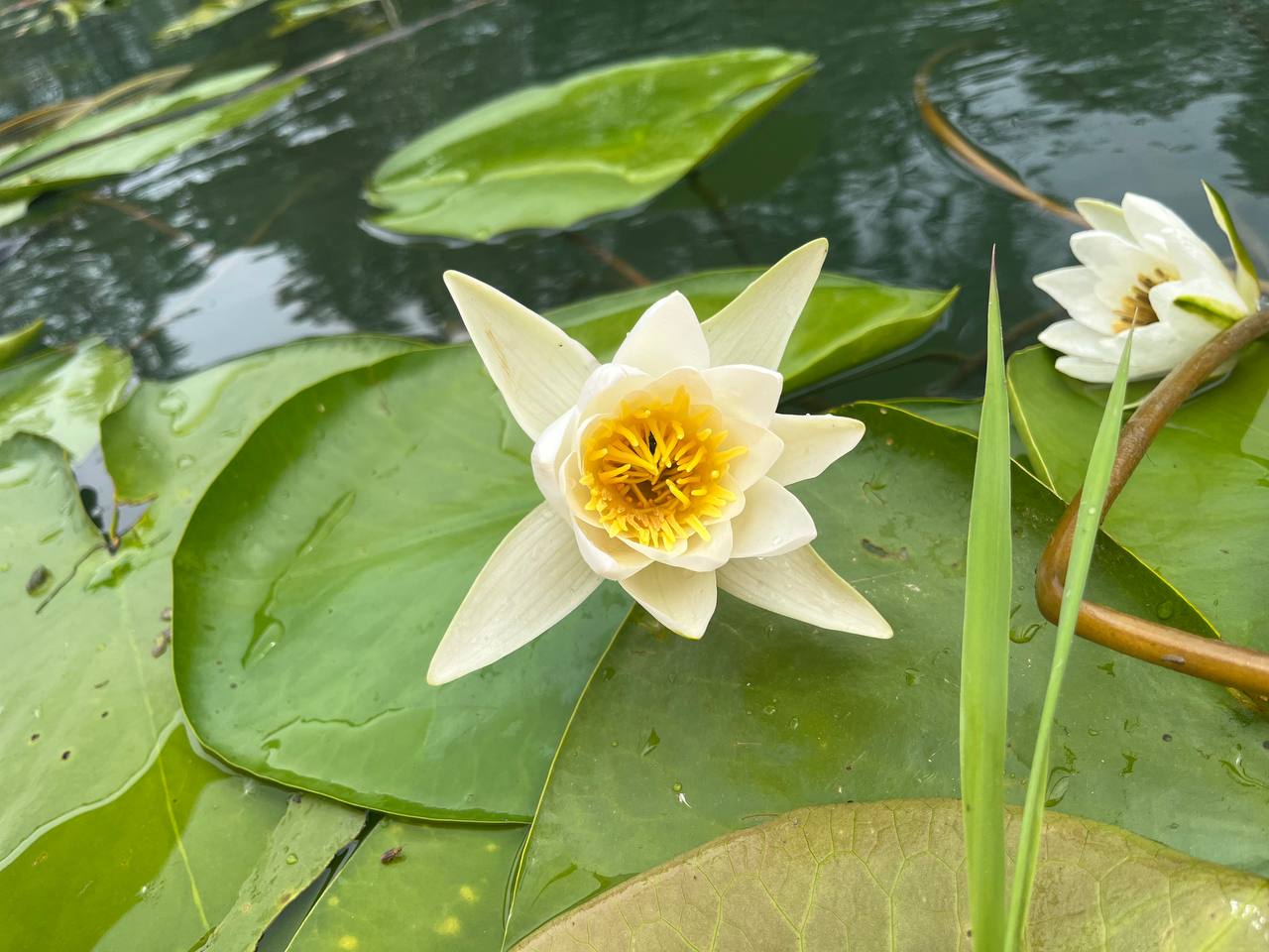 Skadar Lake in Bloom