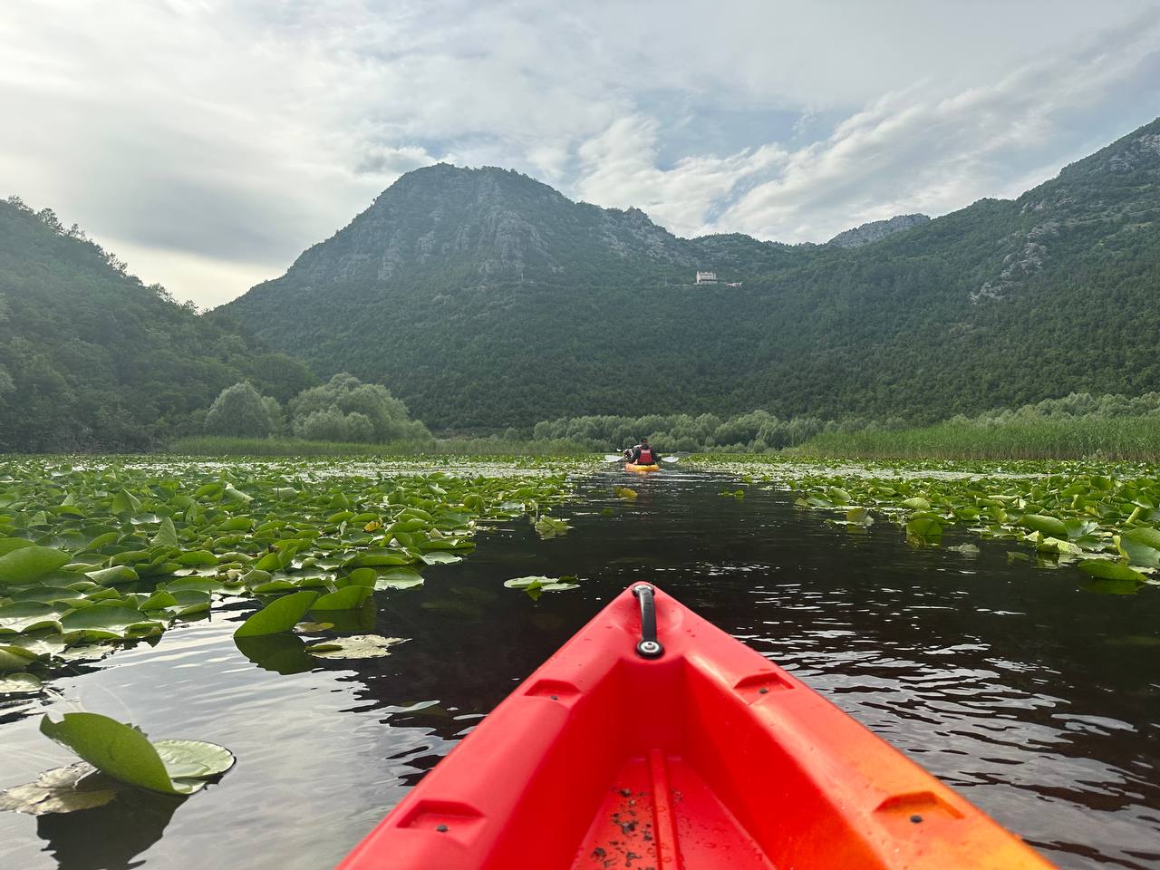 Skadar Lake in Bloom