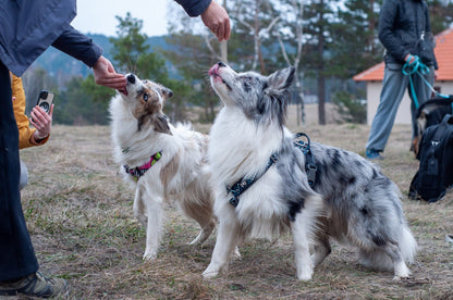 Trekking with Dogs