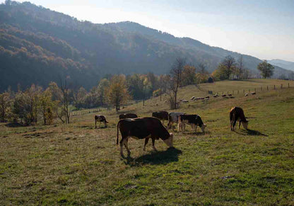 Autumn Povlen. Mid-Level Trekking