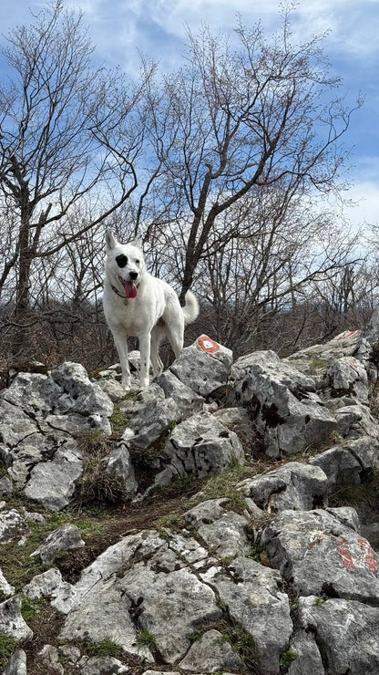 Trekking with Dogs