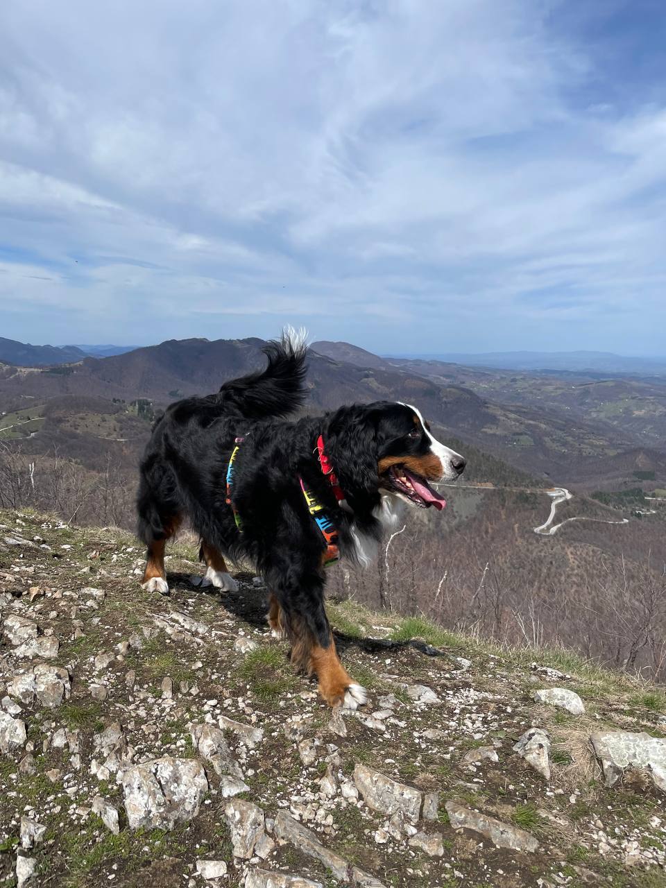 Trekking with Dogs