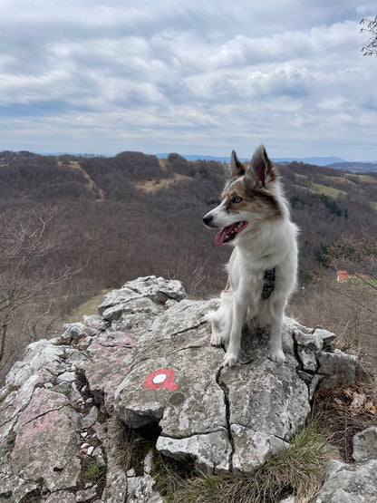 Trekking with Dogs